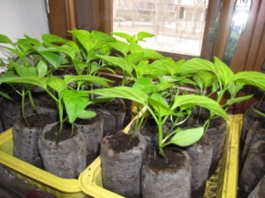 Выращивание рассады перца
