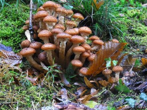 К чему снится собирать грибы в лесу