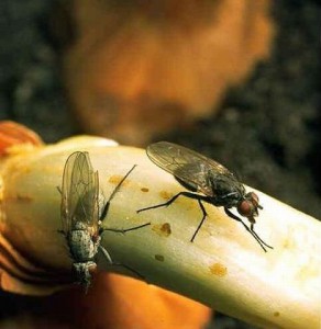 Как избавиться от луковой мухи