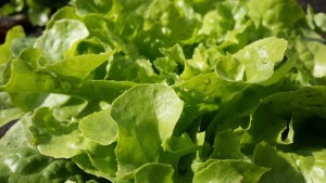 Как хранить листовой салат
