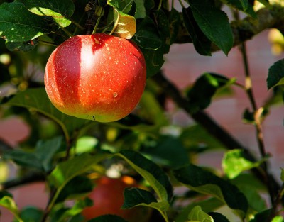 Что посадить рядом с яблоней