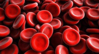 Повышенные эритроциты в крови у взрослого или ребенка - что это значит и почему бывает