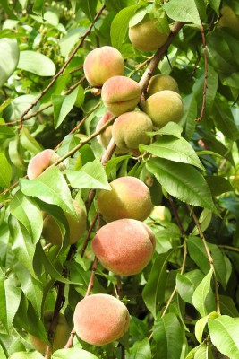 Фритиллярия персика посадка и уход в открытом грунте