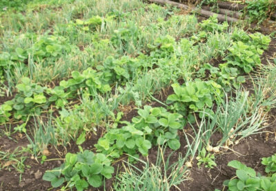 Что можно посадить рядом с луком: соседство с чесноком, морковью,клубникой, свеклой - Onwomen.ru