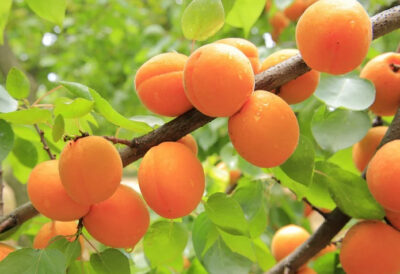 abrikos na dereve frukt